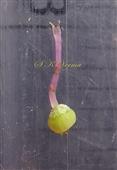  Pistil